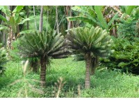 Tropik bitkiler